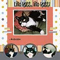 lillekatt